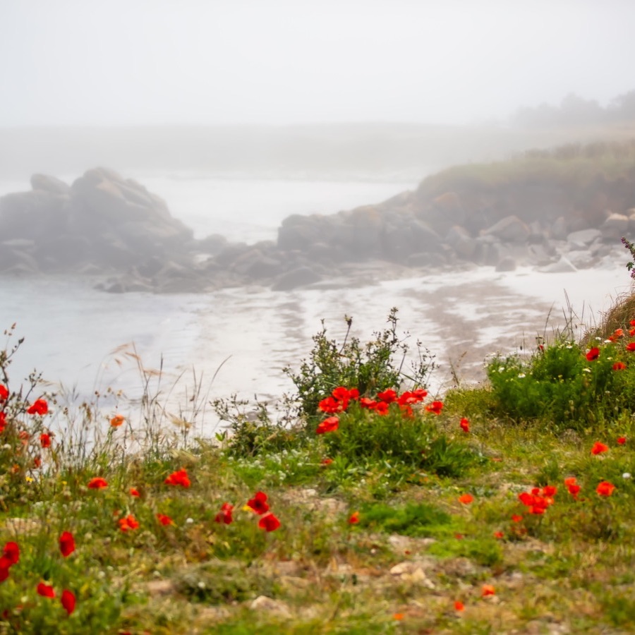 Brume en Bretagne - photographie 22 par Michel Pachot
