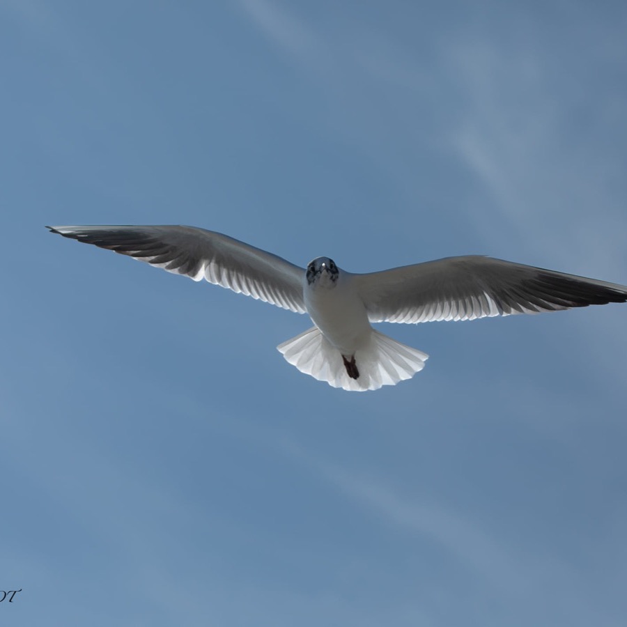 Camargue éternelle - photographie 34 par Michel Pachot