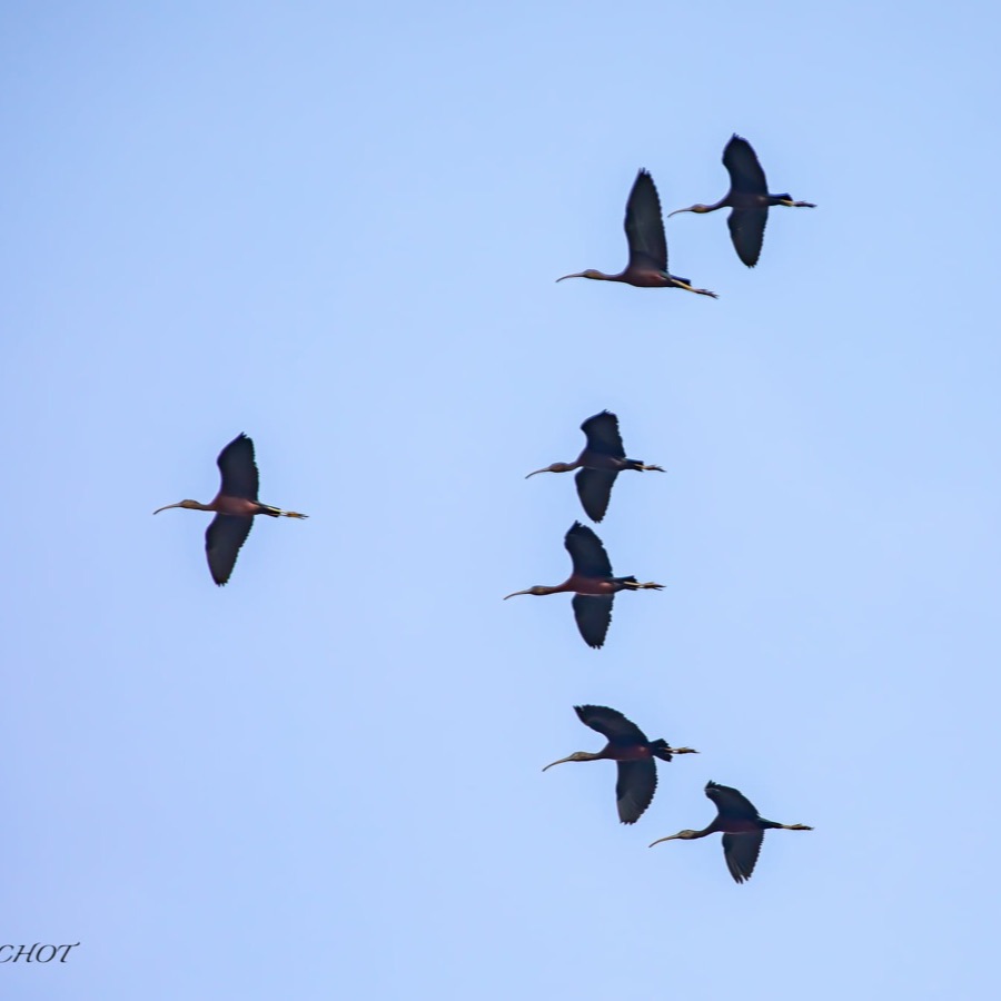 Camargue éternelle - photographie 31 par Michel Pachot