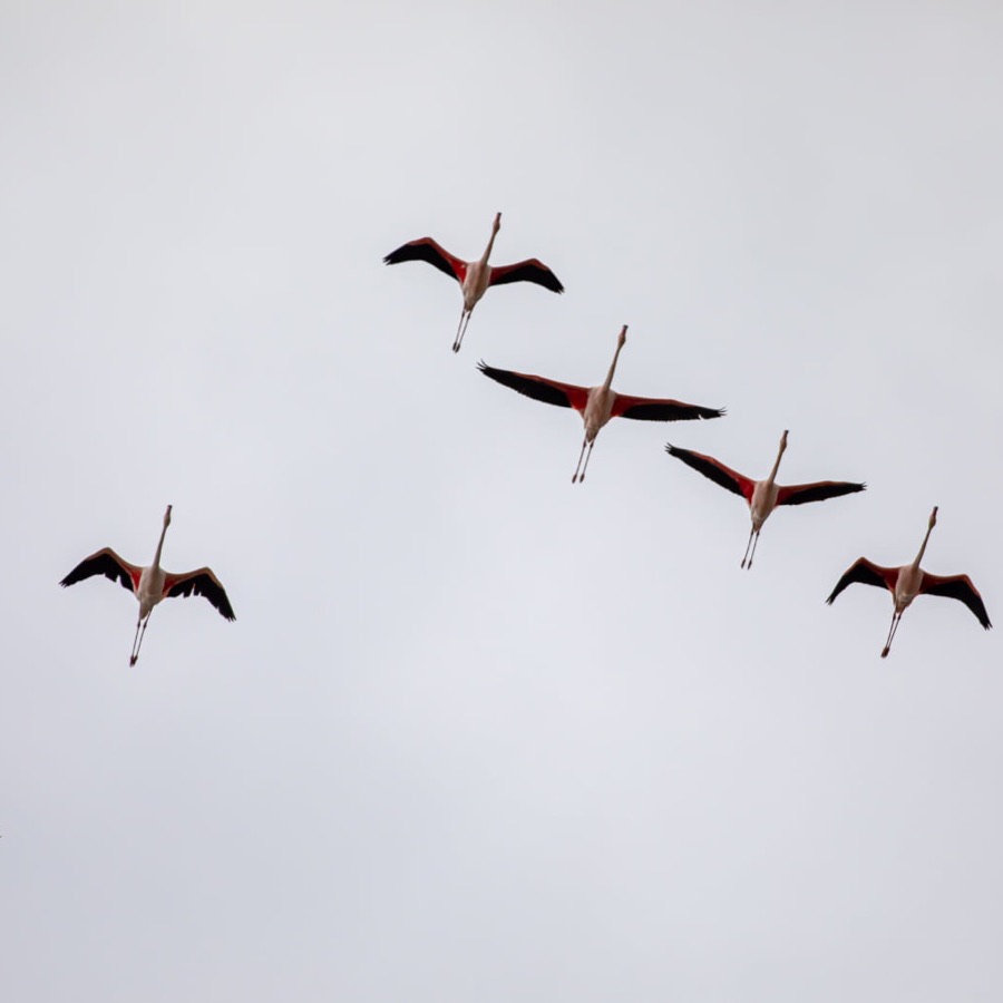 Camargue éternelle - photographie 33 par Michel Pachot