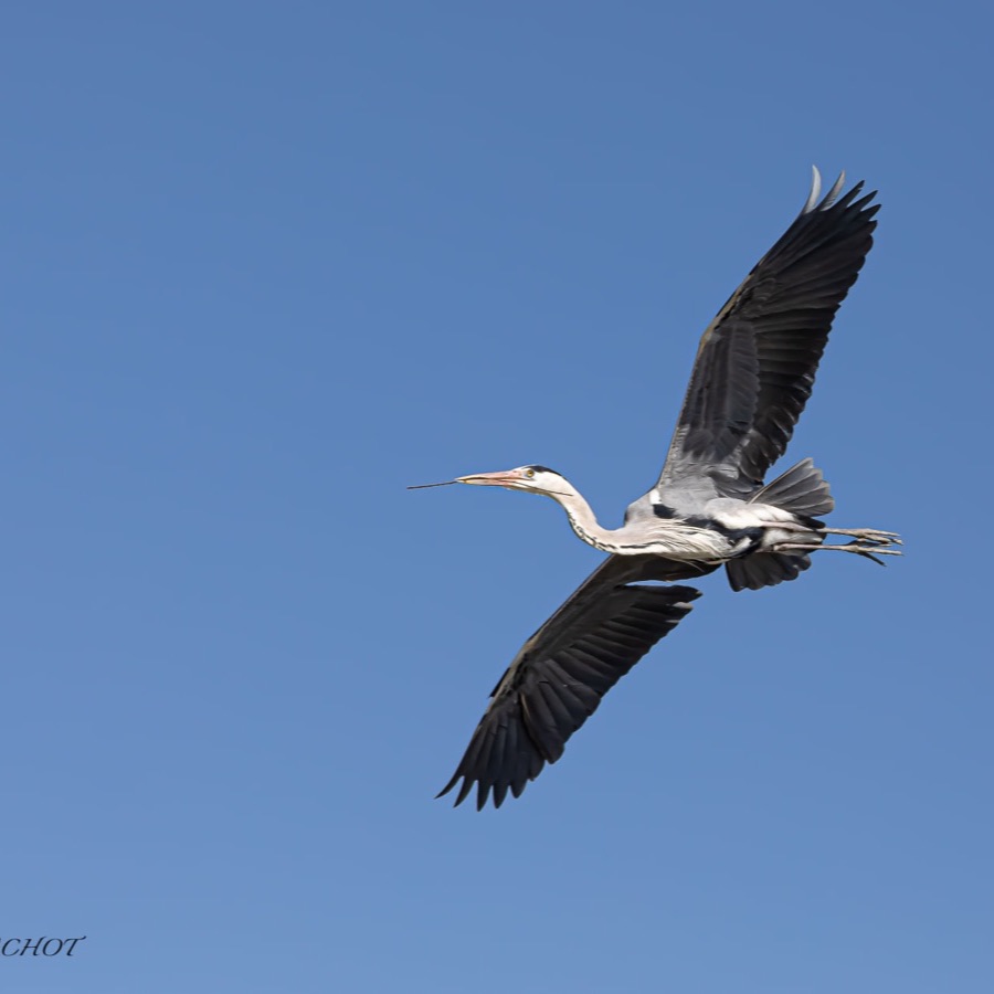 Camargue éternelle - photographie 29 par Michel Pachot