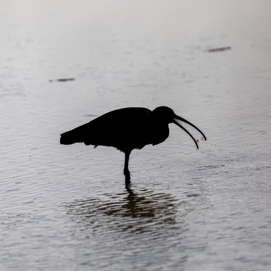 Camargue éternelle - photographie 32 par Michel Pachot