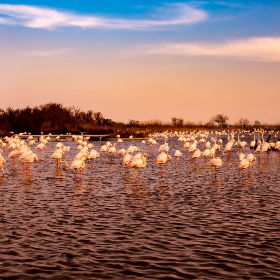 Camargue éternelle - photographie 21 par Michel Pachot