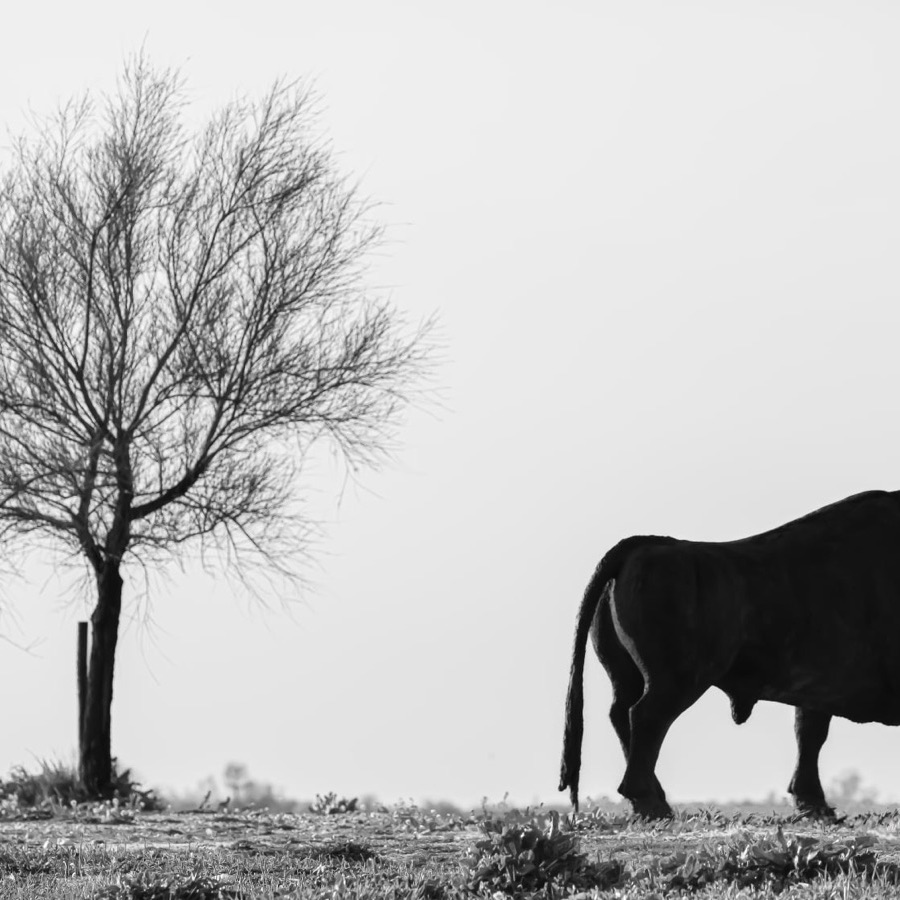 Camargue éternelle - photographie 18 par Michel Pachot