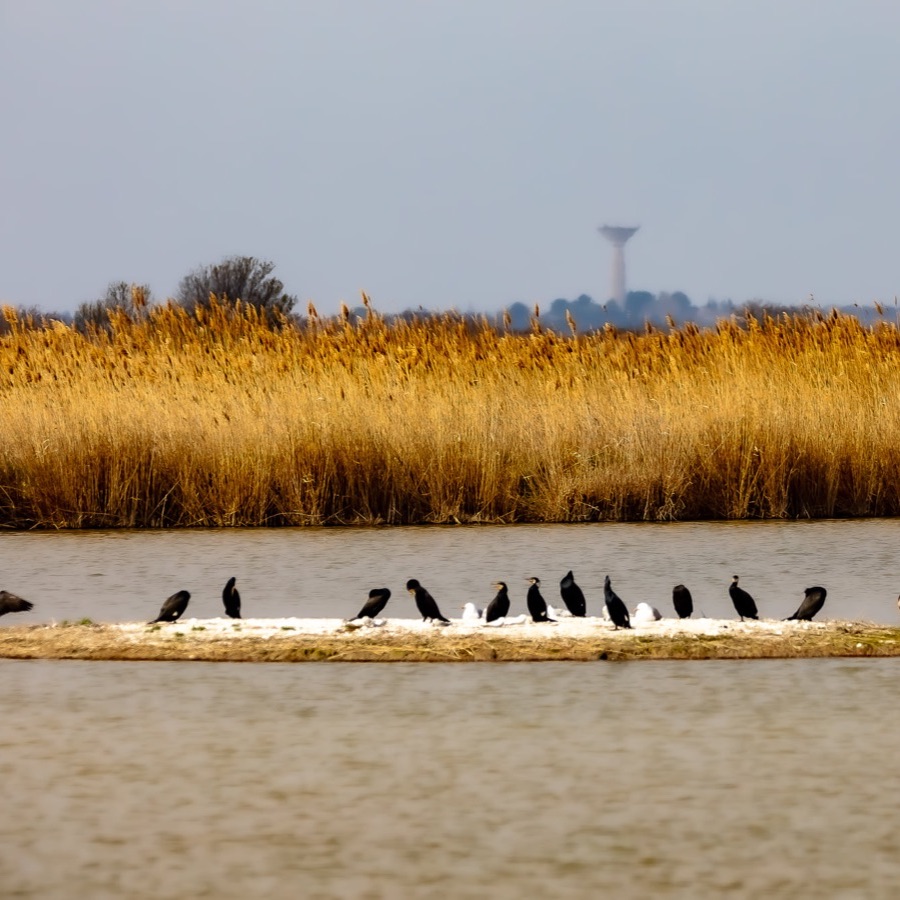 Camargue éternelle - photographie 26 par Michel Pachot
