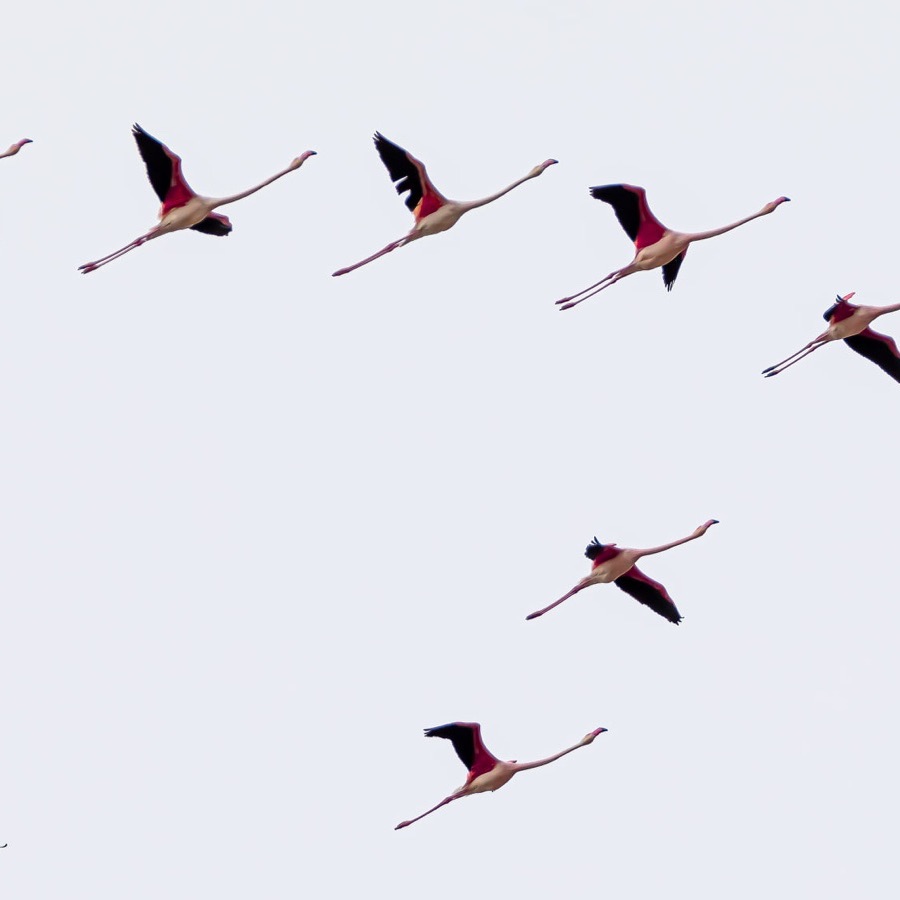 Camargue éternelle - photographie 19 par Michel Pachot