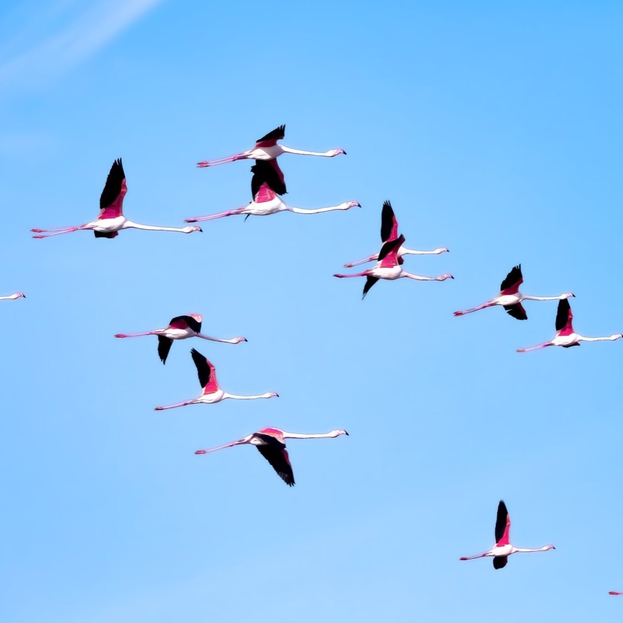 Camargue éternelle - photographie 17 par Michel Pachot