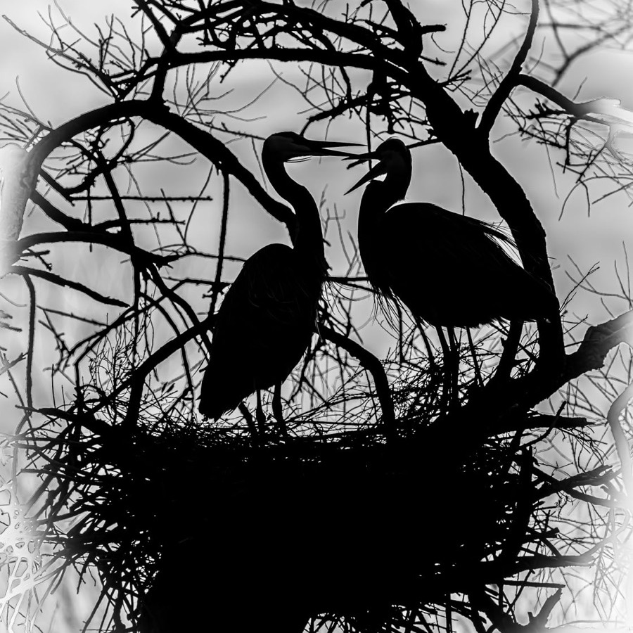 Camargue éternelle - photographie 15 par Michel Pachot