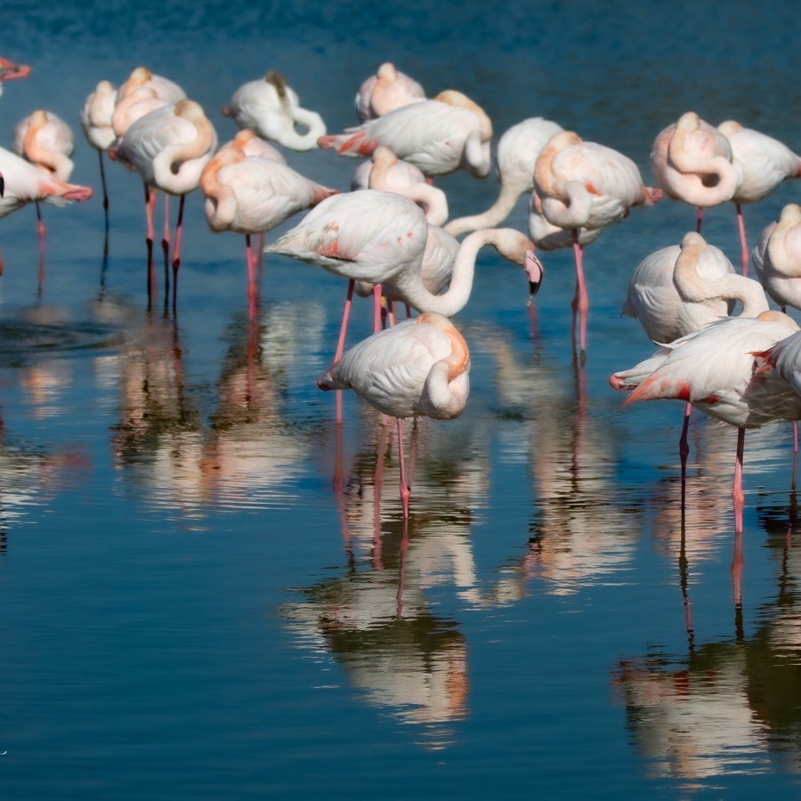 Camargue éternelle - photographie 13 par Michel Pachot