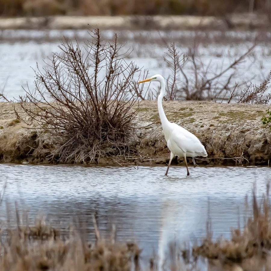 Camargue éternelle - photographie 11 par Michel Pachot