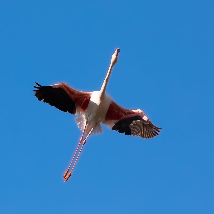 Camargue éternelle - photographie 25 par Michel Pachot