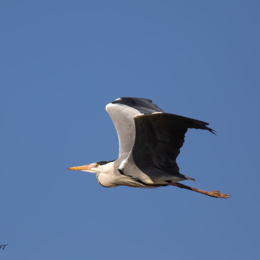 Camargue éternelle - photographie 30 par Michel Pachot