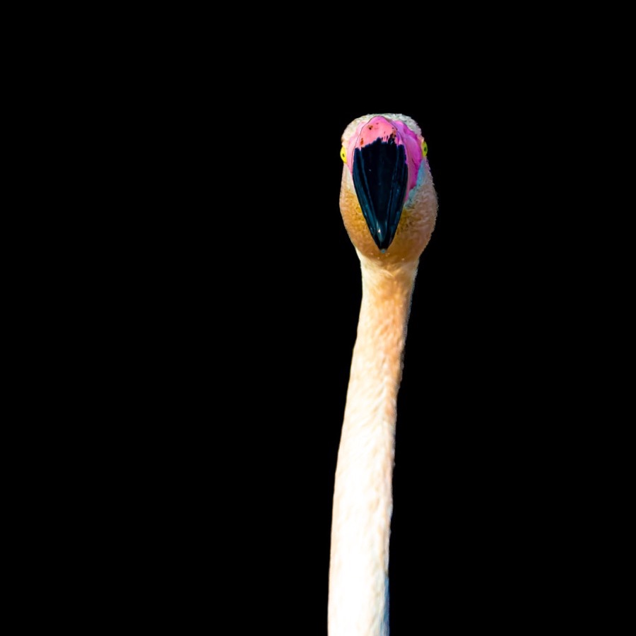 Camargue éternelle - photographie 14 par Michel Pachot