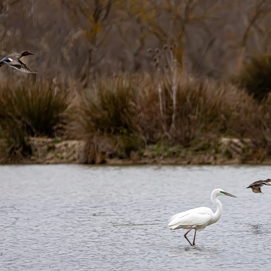 Camargue éternelle - photographie 10 par Michel Pachot