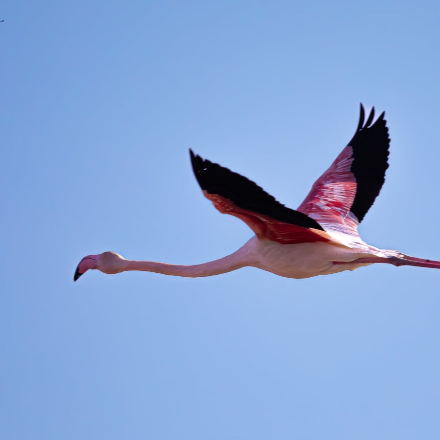 Camargue éternelle - photographie 7 par Michel Pachot