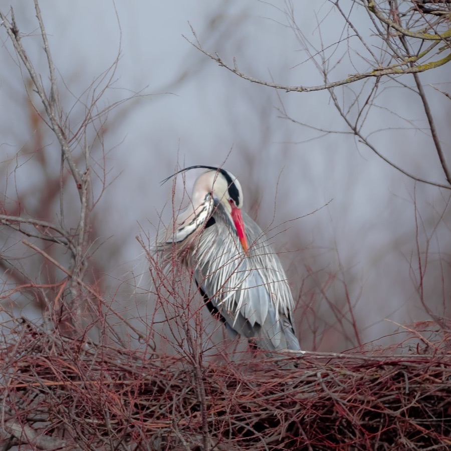 Camargue éternelle - photographie 5 par Michel Pachot