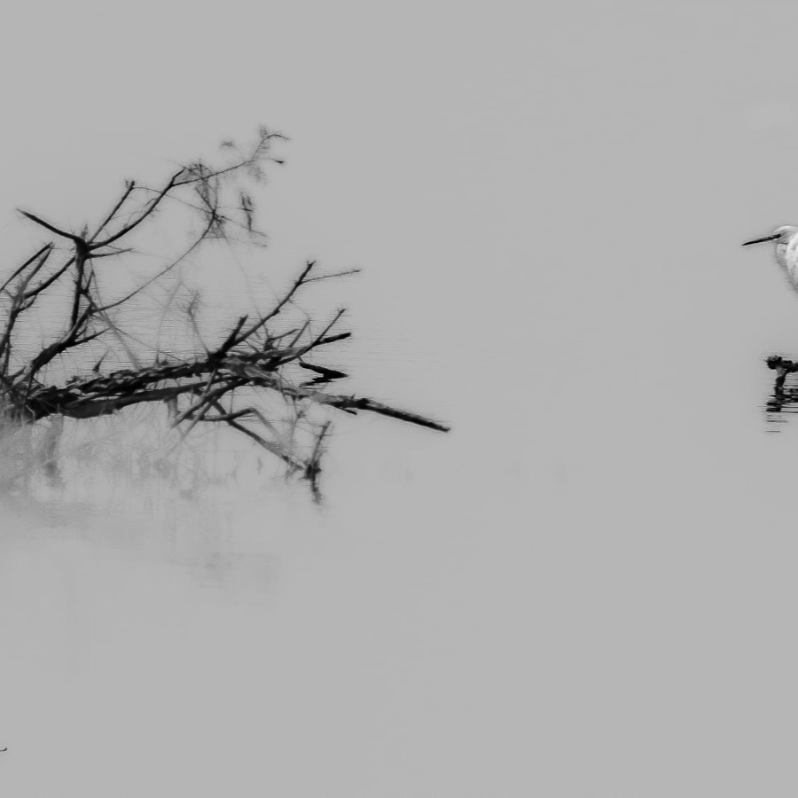 Camargue éternelle - photographie 6 par Michel Pachot