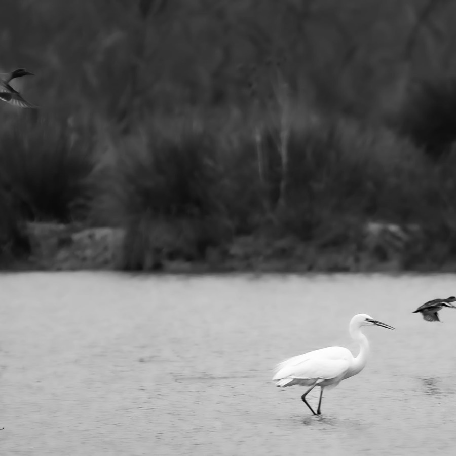Camargue éternelle - photographie 9 par Michel Pachot