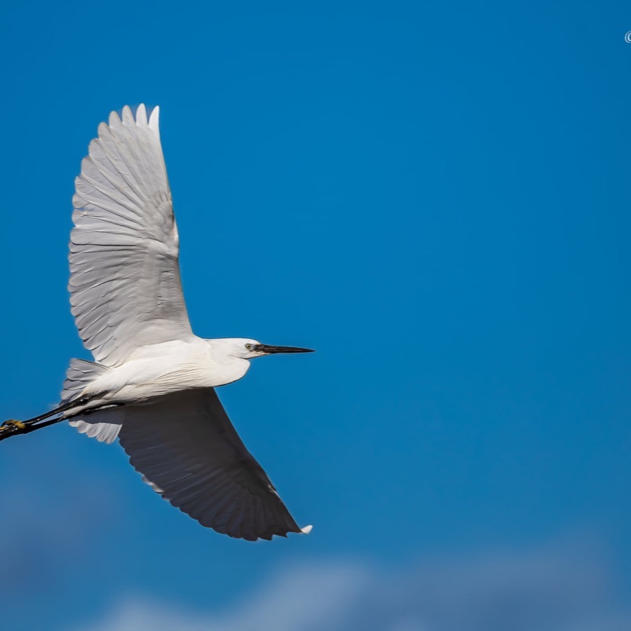Camargue éternelle - photographie 8 par Michel Pachot
