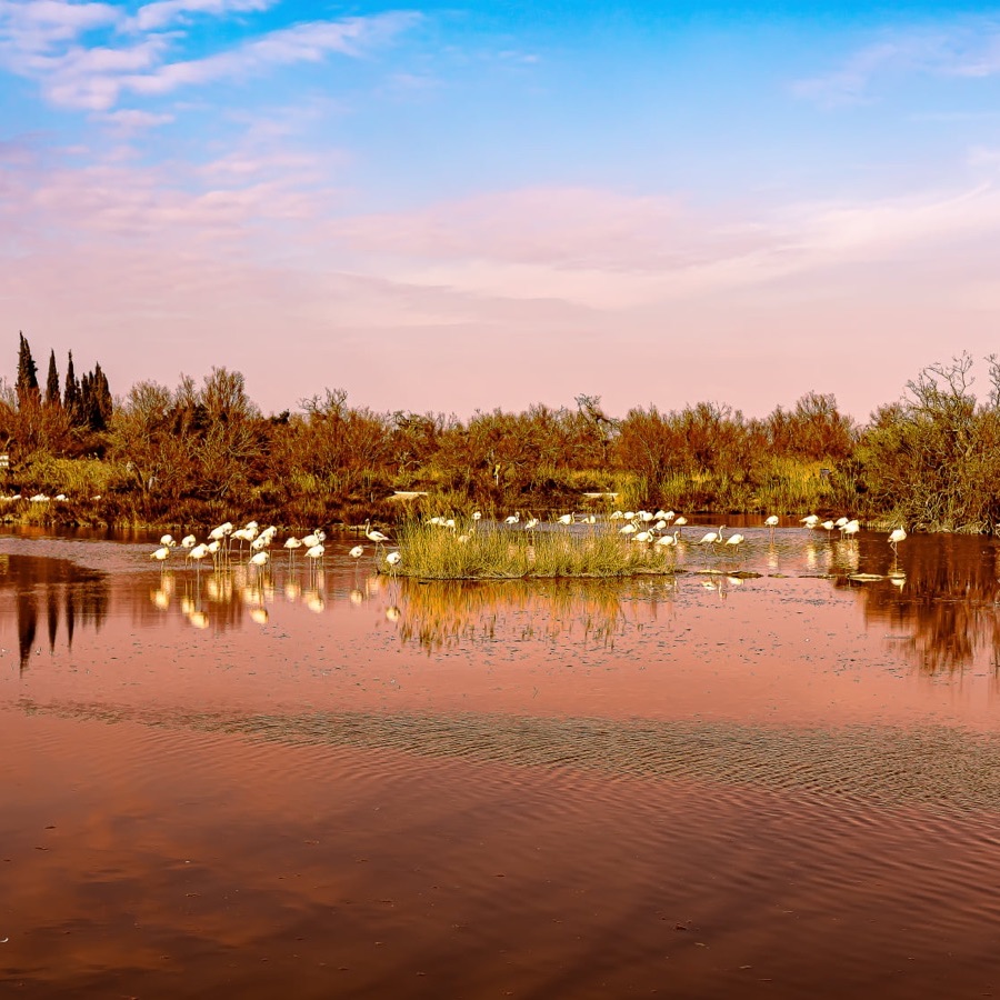 Camargue éternelle - photographie 3 par Michel Pachot
