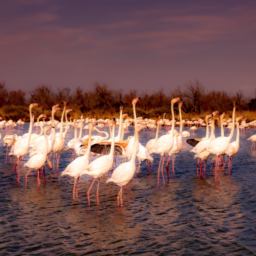 Camargue éternelle - photographie 2 par Michel Pachot