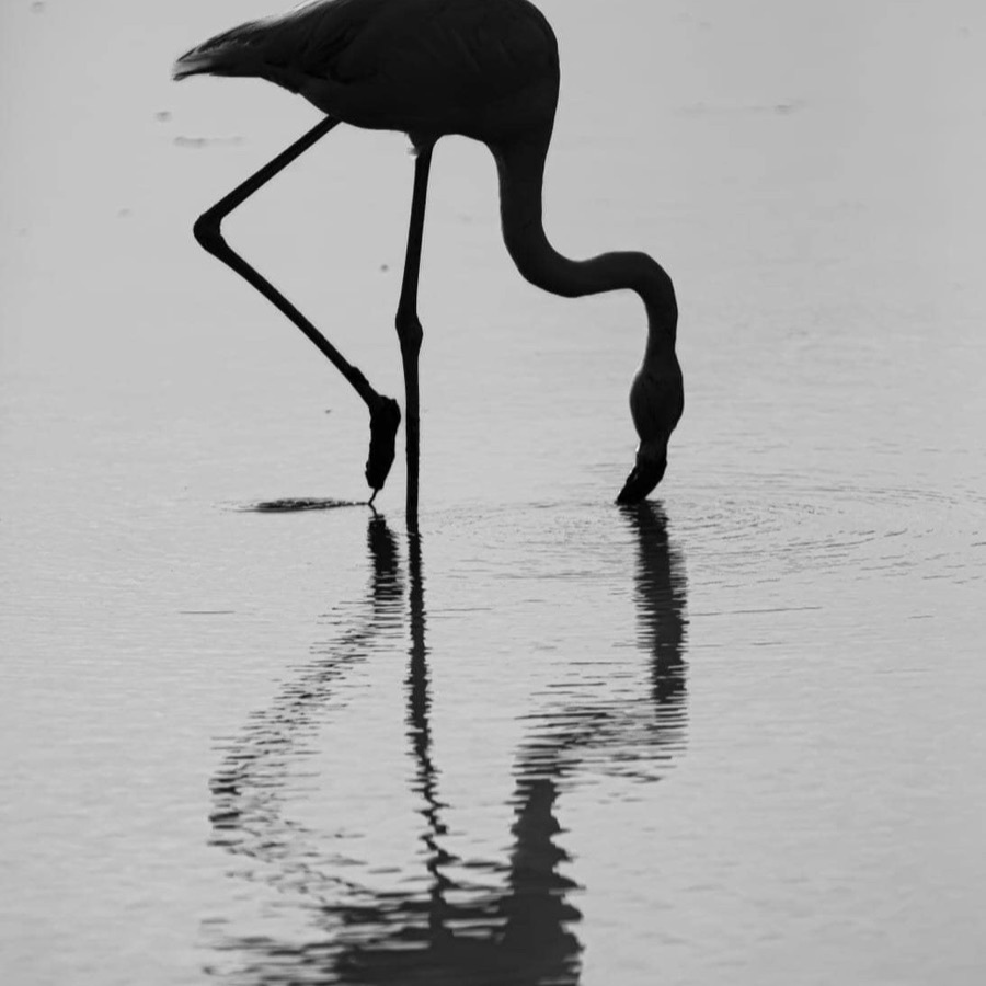 Camargue éternelle - photographie 4 par Michel Pachot