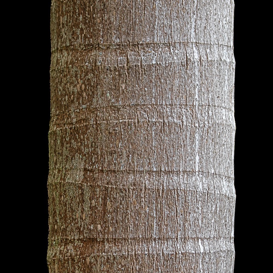Madère, lignes insulaires - photographie 20 par Michel Pachot