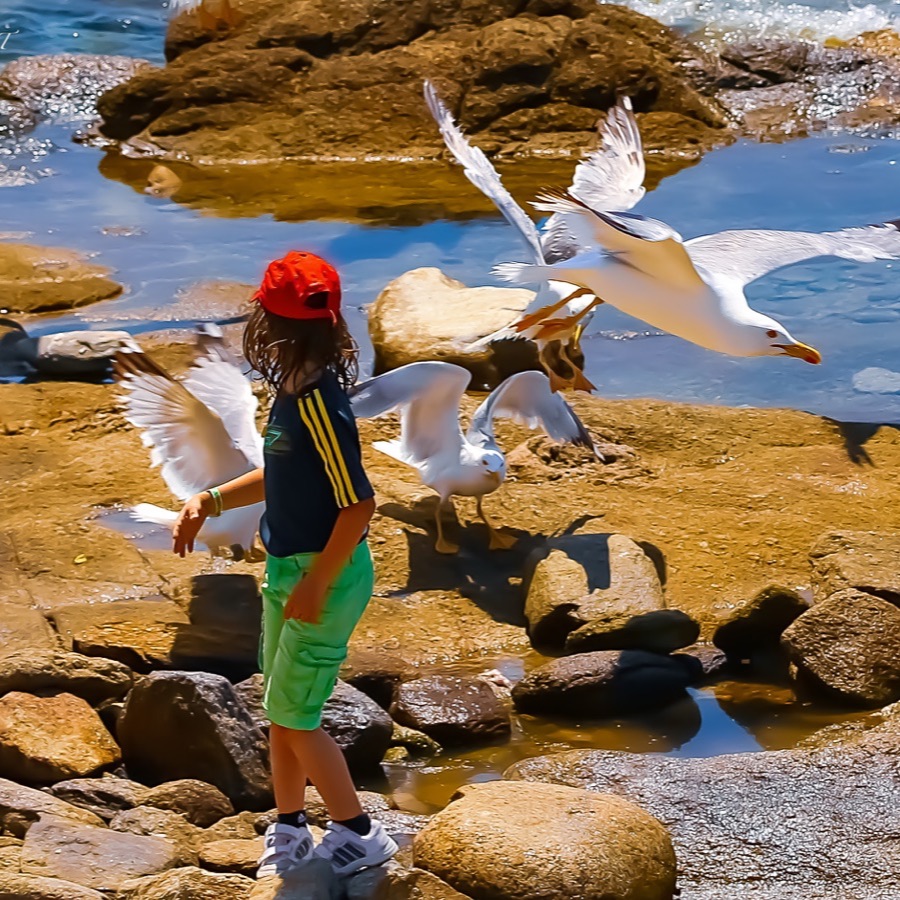 Oiseaux, élan et présence - photographie 2 par Michel Pachot