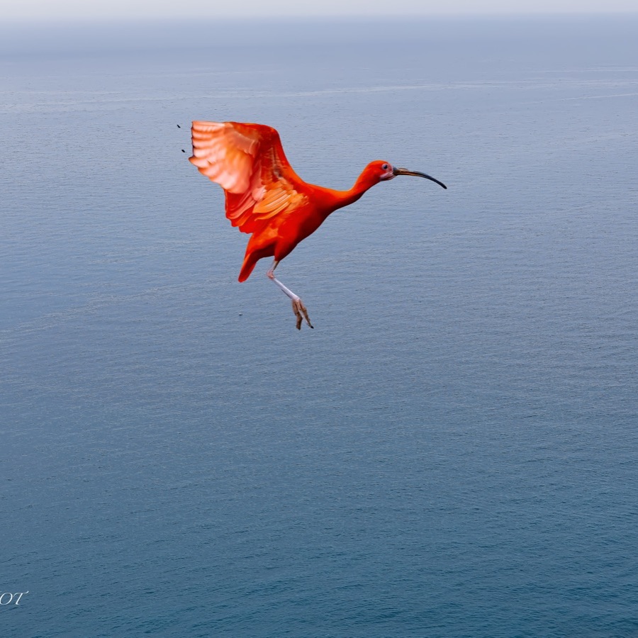 Oiseaux, élan et présence - photographie 9 par Michel Pachot