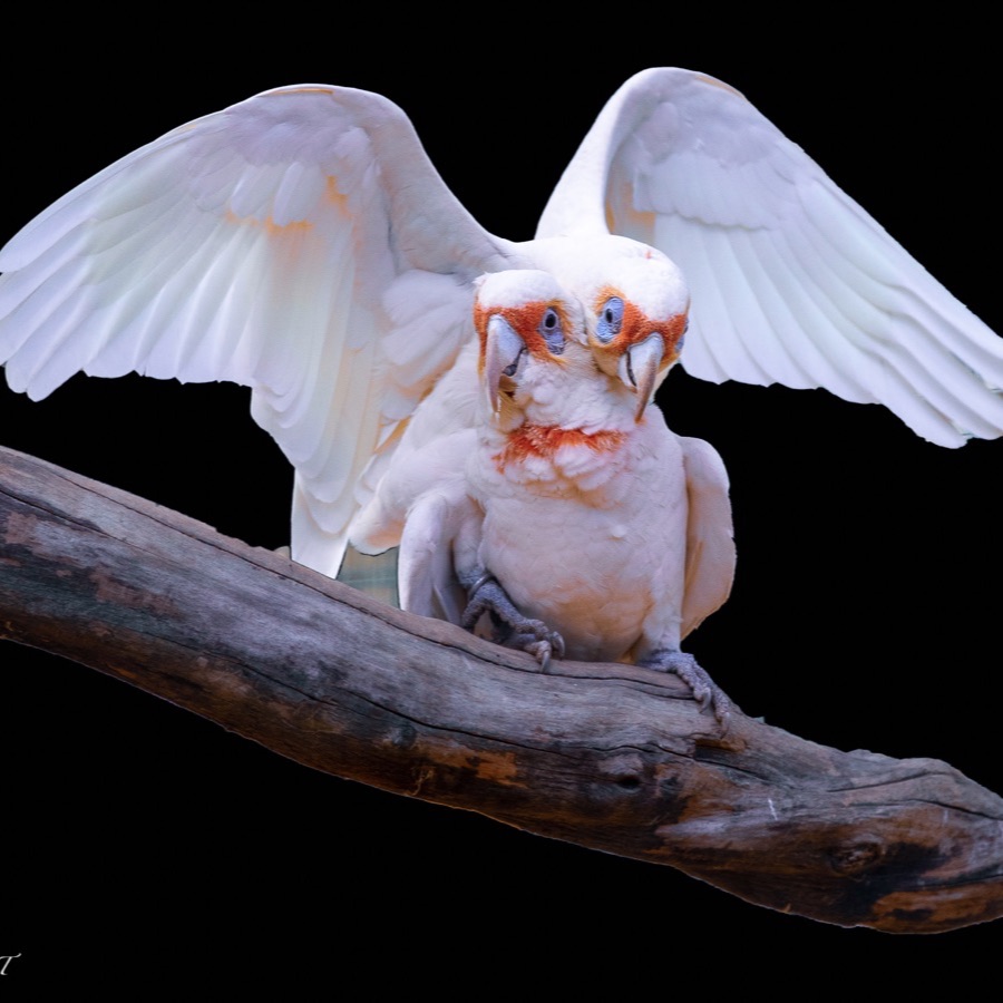 Oiseaux, élan et présence - photographie 10 par Michel Pachot
