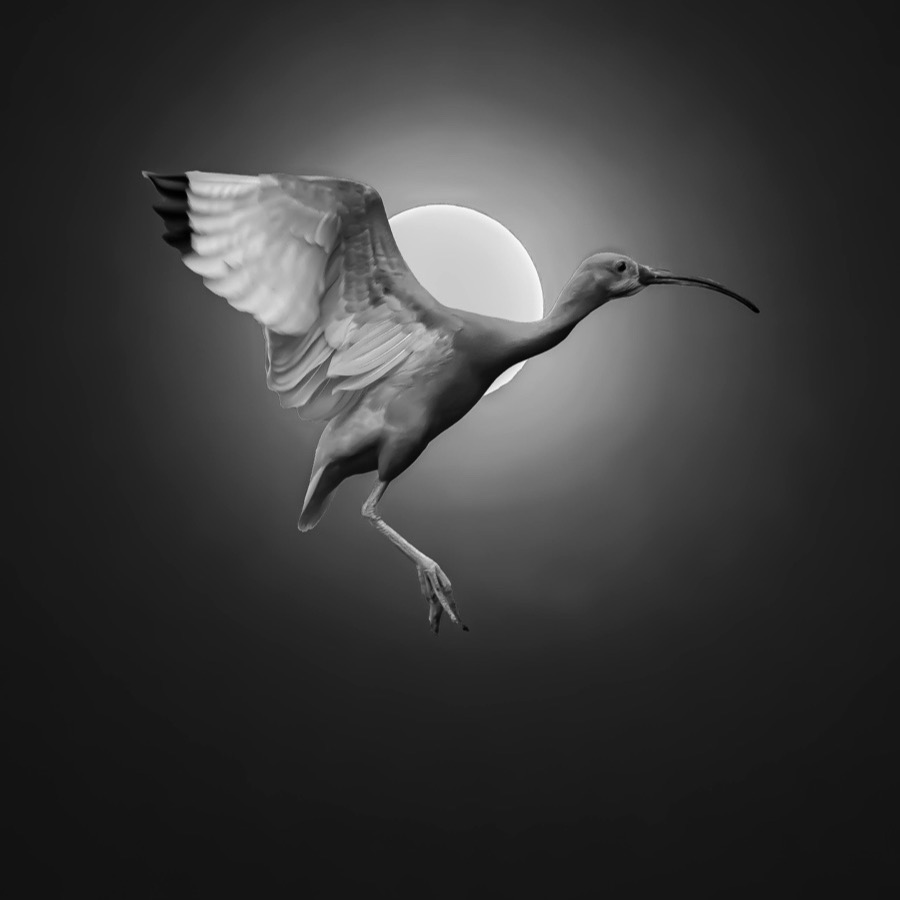 Oiseaux, élan et présence - photographie 11 par Michel Pachot