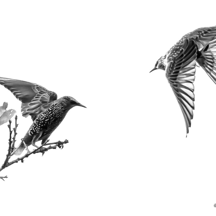 Oiseaux, élan et présence - photographie 6 par Michel Pachot