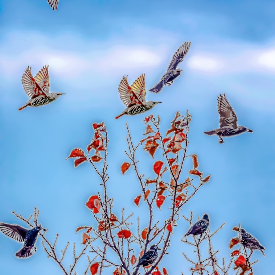 Oiseaux, élan et présence - photographie 8 par Michel Pachot