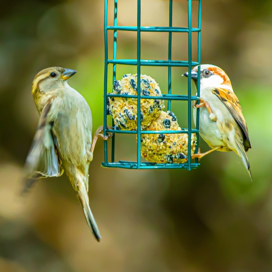 Oiseaux, élan et présence - photographie 13 par Michel Pachot