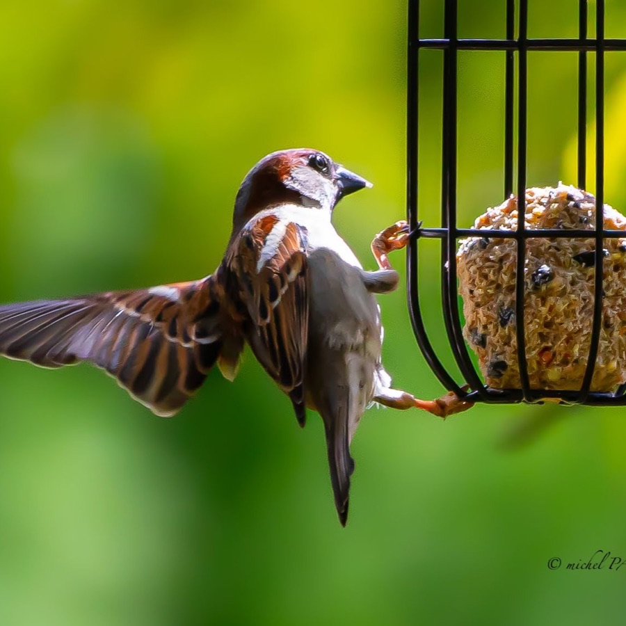 Oiseaux, élan et présence - photographie 12 par Michel Pachot