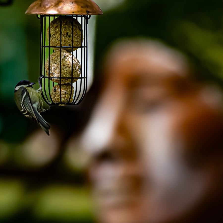 Oiseaux, élan et présence - photographie 14 par Michel Pachot
