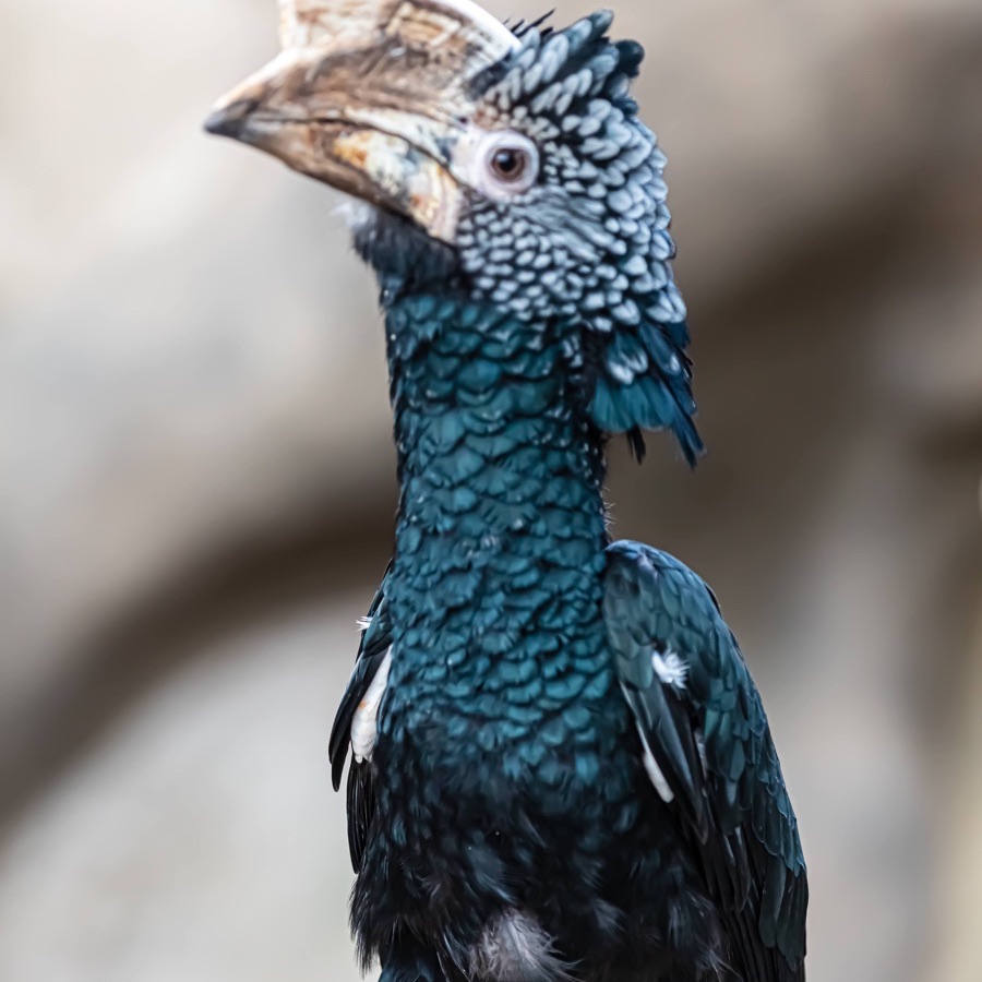 Oiseaux, élan et présence - photographie 15 par Michel Pachot
