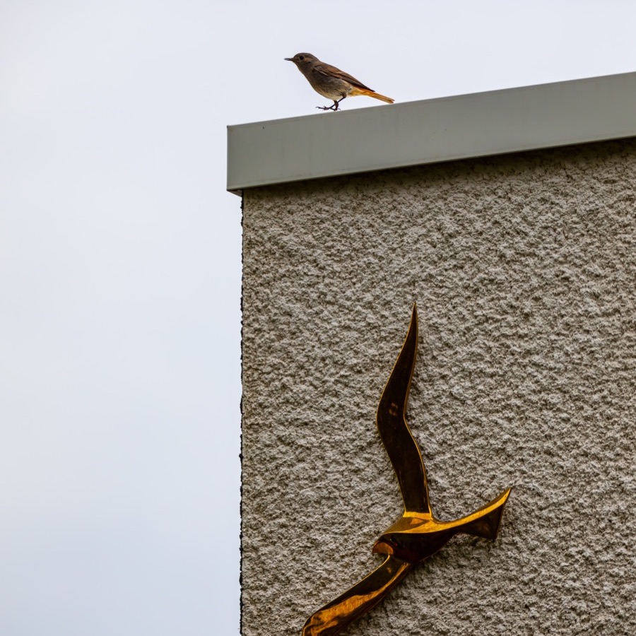 Oiseaux, élan et présence - photographie 17 par Michel Pachot