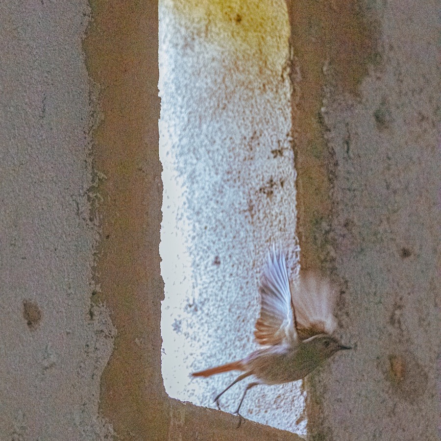 Oiseaux, élan et présence - photographie 18 par Michel Pachot