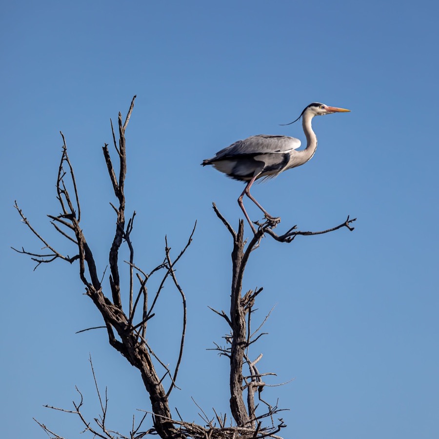 Oiseaux, élan et présence - photographie 4 par Michel Pachot