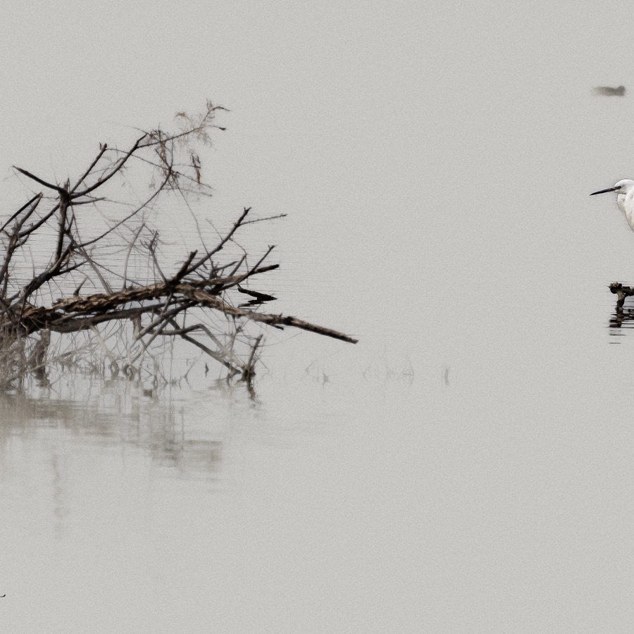 Oiseaux, élan et présence - photographie 5 par Michel Pachot