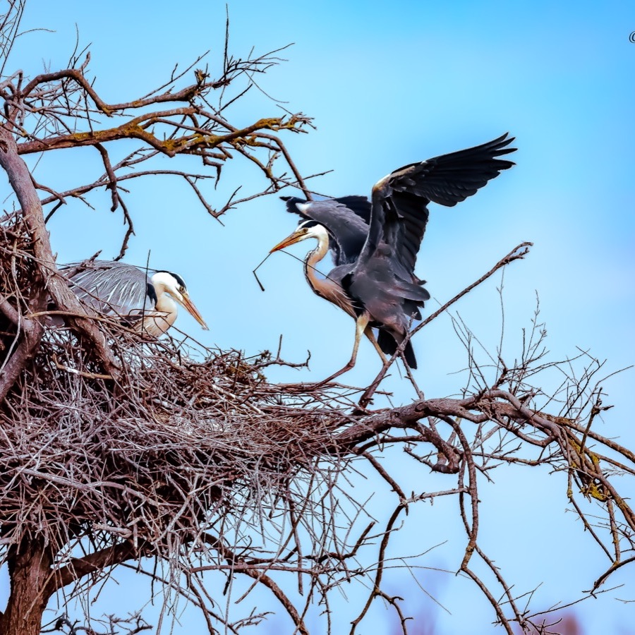 Oiseaux, élan et présence - photographie 7 par Michel Pachot