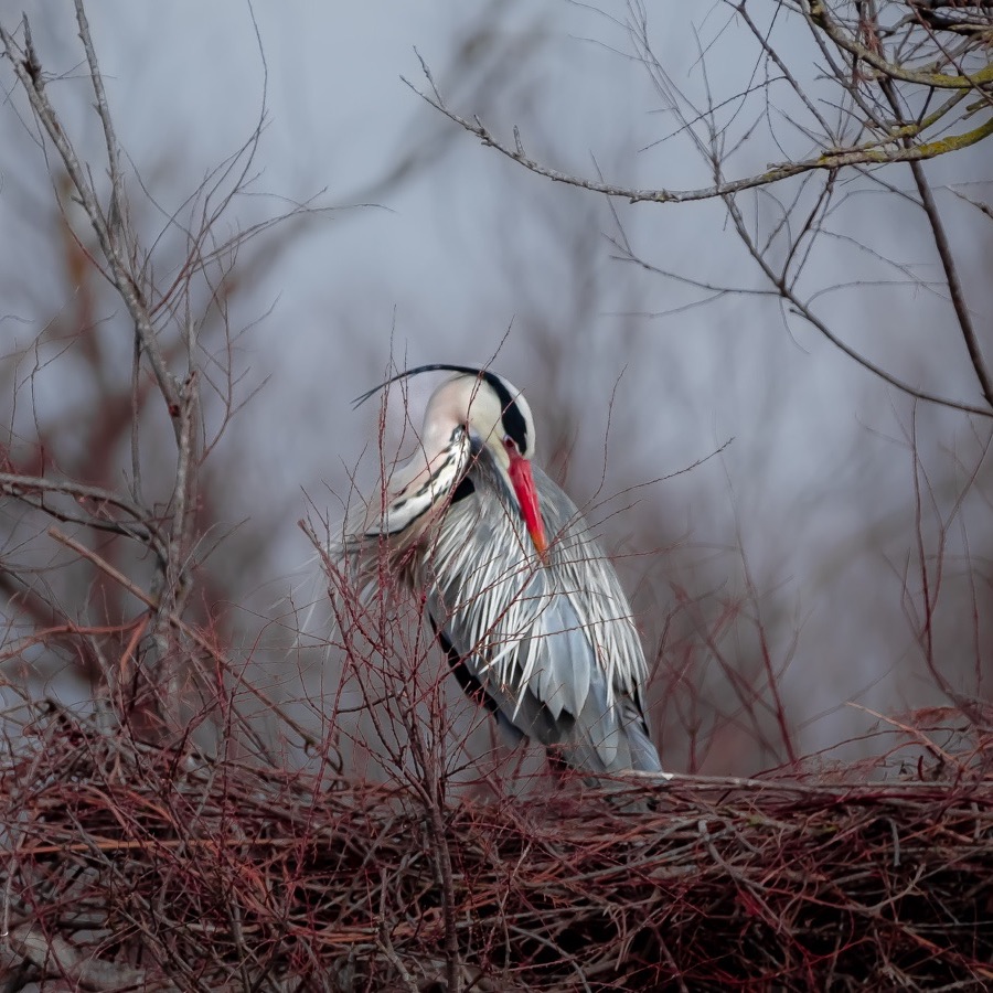 Oiseaux, élan et présence - photographie 3 par Michel Pachot