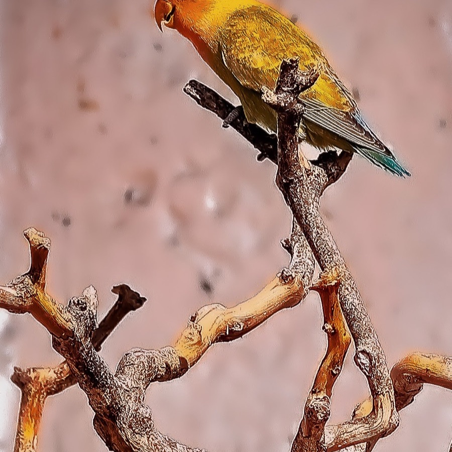 L'oiseau symbolise notre âme en étant l'intermédiaire entre le ciel et la terre
