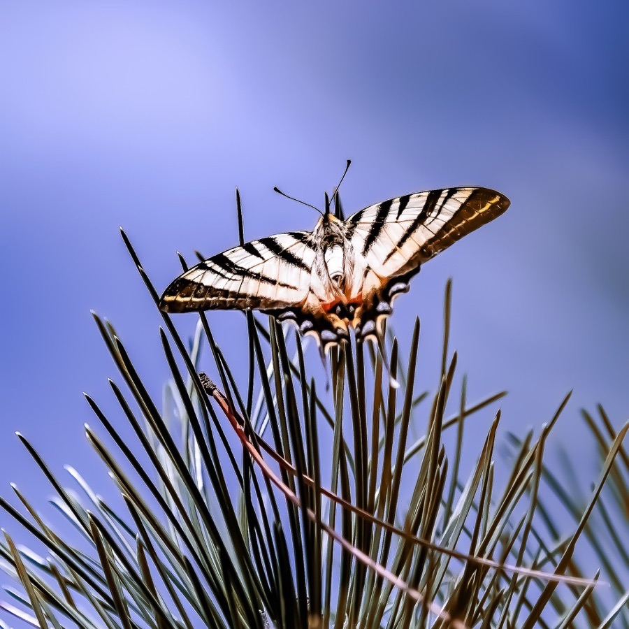 Papillons au crépuscule - photographie 16 par Michel Pachot