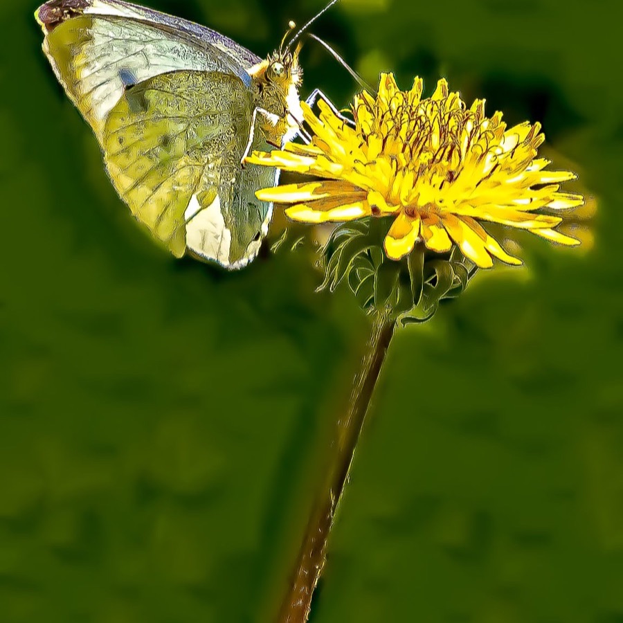 Papillons au crépuscule - photographie 27 par Michel Pachot