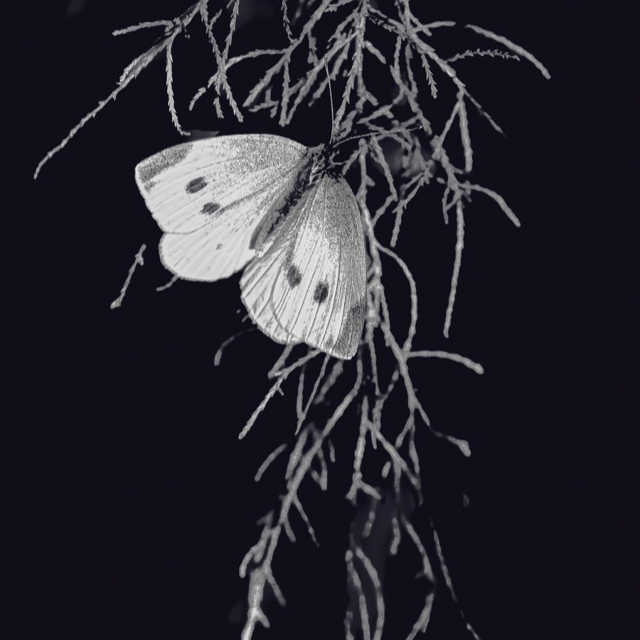 Papillons au crépuscule - photographie 18 par Michel Pachot