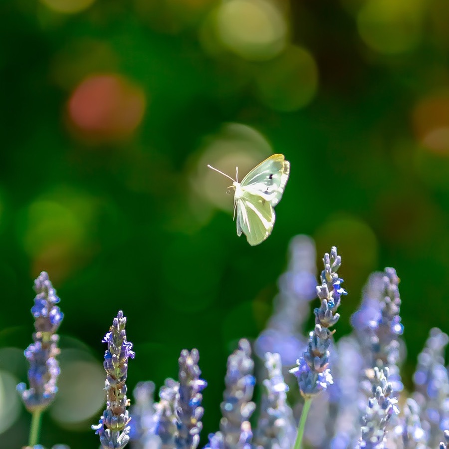 Papillons au crépuscule - photographie 6 par Michel Pachot