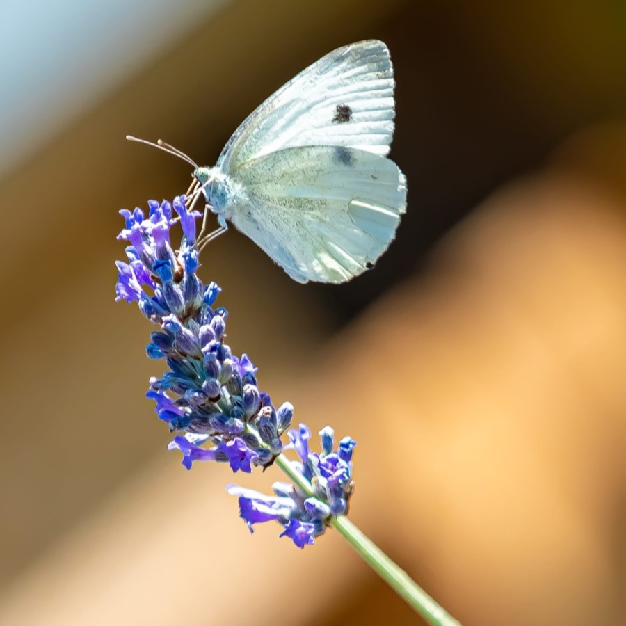 Papillons au crépuscule - photographie 7 par Michel Pachot