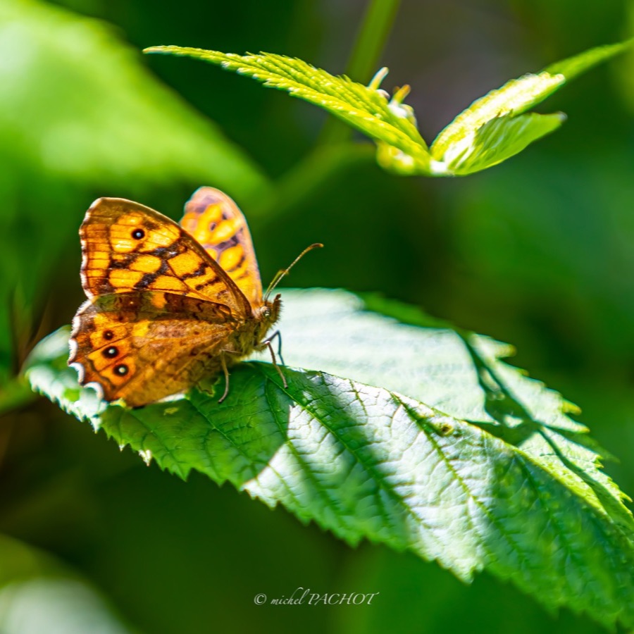 Papillons au crépuscule - photographie 20 par Michel Pachot